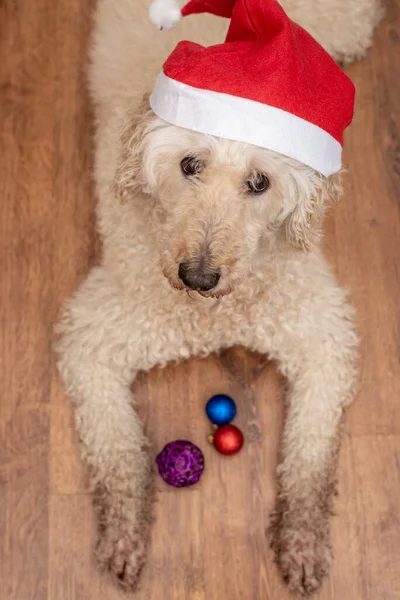 Yeni Yıl Şapkalı Kaniş Köpeği Oyuncaklarla Yeni Yıl Noel Konsepti — Stok fotoğraf