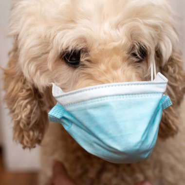 Tıbbi maske takmış bir köpeğin ağzı. Coronavirus koruması, karantina konsepti.