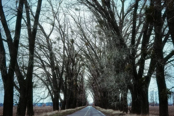 Estrada Para Lado Nenhum Uma Estrada Longo Qual Árvores Altas — Fotografia de Stock