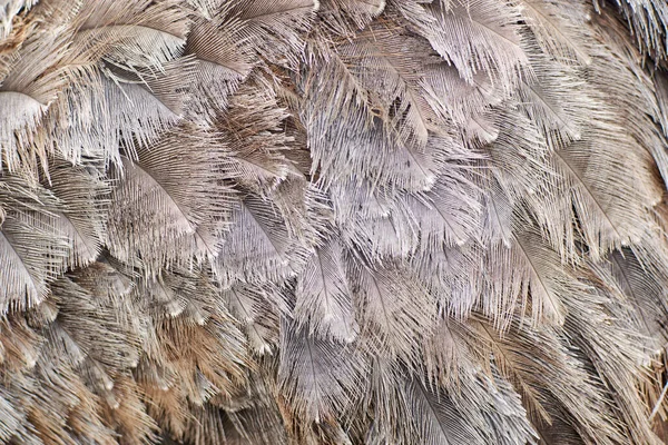 Background Texture Ostrich Feathers — Stock Photo, Image