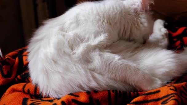 Bílá Kočka Olizuje Myje — Stock video