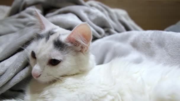 頭に黒い斑点のある白い猫が横になって休んでいる 周りを見回せ — ストック動画