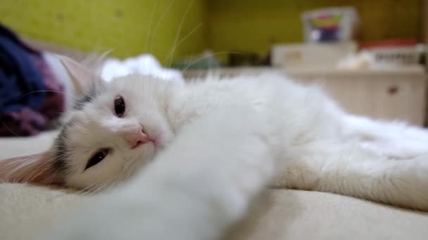 Gatto Bianco Guarda Macchina Fotografica Tende Zampe Sbadiglia — Video Stock