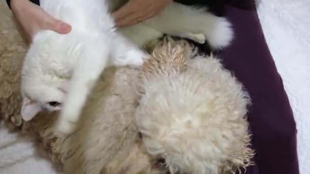 Gatto Giace Sul Cane Colpisce Con Zampa Gattino Bianco Grande — Video Stock