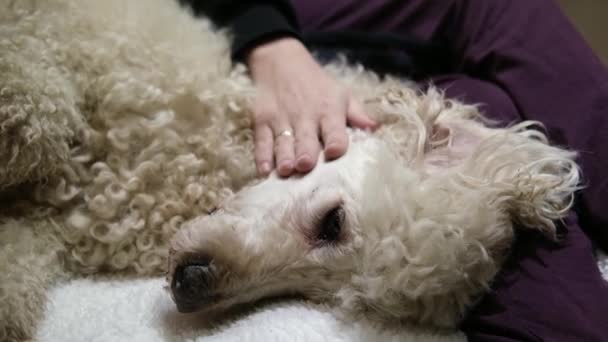 Las Manos Femeninas Acarician Perro Gran Royal Shaggy Poodle — Vídeos de Stock