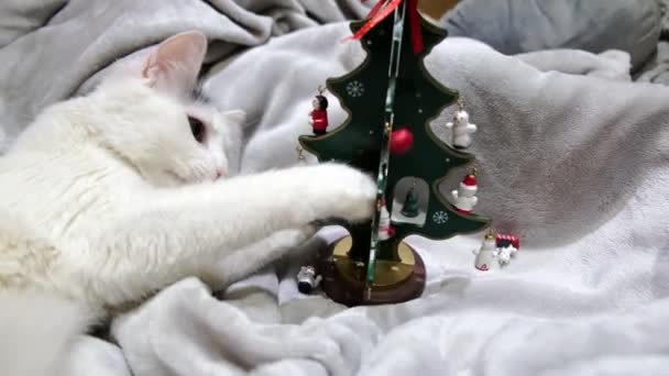 猫とおもちゃのクリスマスツリー 子猫は新年のおもちゃで遊ぶ — ストック動画