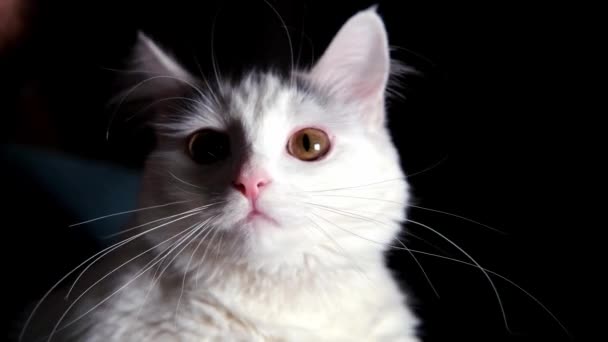 Bianco Gatto Primo Piano Uno Sfondo Nero Guarda Direzioni Diverse — Video Stock