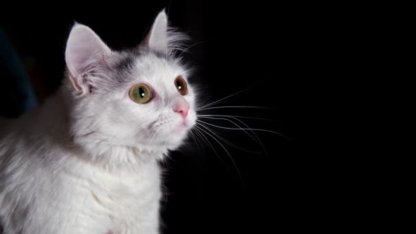 Gatto Bianco Uno Sfondo Nero Guarda Direzioni Diverse — Video Stock