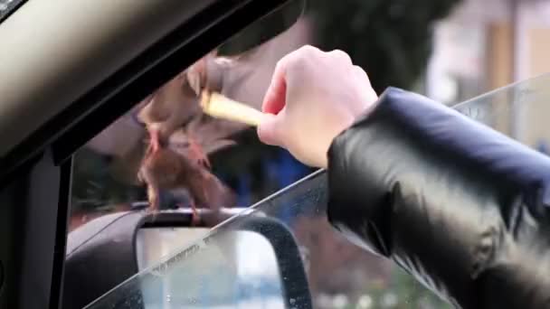 Mujer Alimenta Los Gorriones Sus Manos Con Patatas Gorriones Hambrientos — Vídeos de Stock