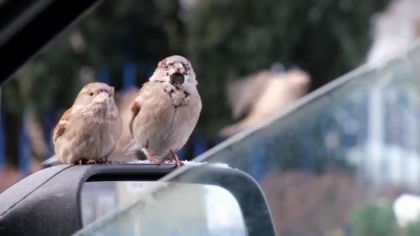 Gorriones Hambrientos Piden Comida Sentados Espejo Coche Cerca Restaurante Comida — Vídeos de Stock