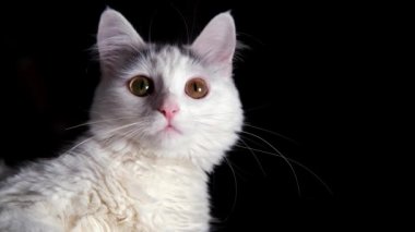 Siyah arka planda beyaz kedi farklı yönlere bakıyor..