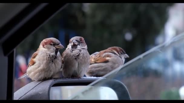 麻雀坐在汽车的镜子上等待食物 — 图库视频影像