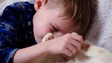 Genç bir çocuk bir kediyi okşuyor. Beyaz kedi yavrusuyla oynuyor..