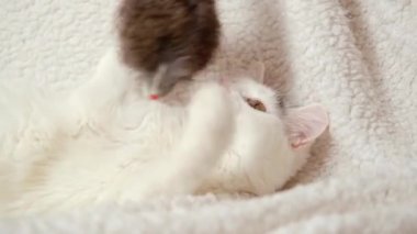 Beyaz kedi bir oyuncak ve kanepede bir bebekle oynuyor..