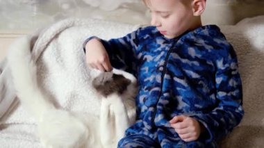 Bir çocuk kanepede bir kediyle oynuyor. Küçük çocuk ve kedi yavrusu oynanıyor..