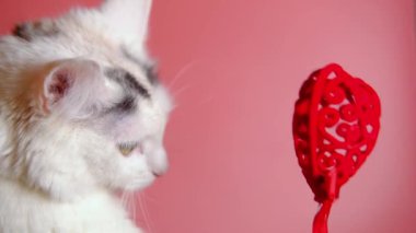 Sevgililer günü kedisi. Pembe arka planda kırmızı kalbi olan beyaz kedi yavrusu..