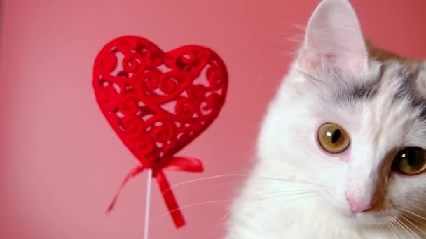 Walentynkowy Kot Biały Kotek Czerwonym Sercem Różowym Tle — Wideo stockowe