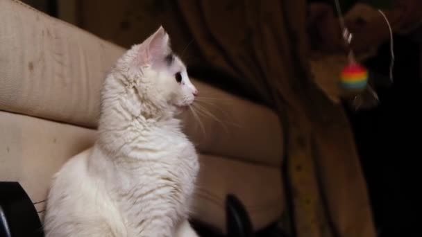 Gato Blanco Juega Con Juguete — Vídeos de Stock