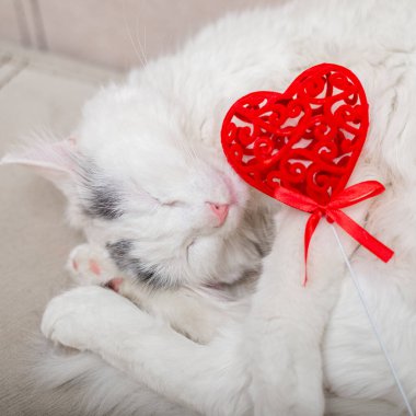 Kedi ve Sevgililer Günü. Uyuyan beyaz kedi ve kırmızı kalp.