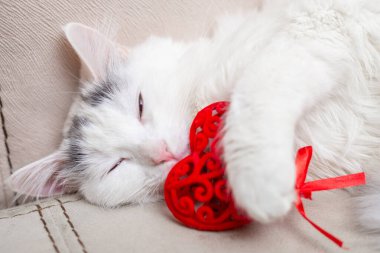 Kedi ve Sevgililer Günü. Uyuyan beyaz kedi ve kırmızı kalp.