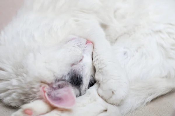 Gato Blanco Esponjoso Duerme Acurrucado — Foto de Stock