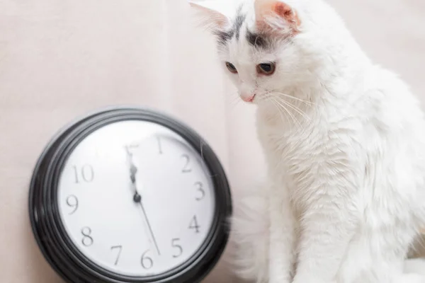 Procrastinación Concepto Gestión Del Tiempo Gato Dormido Fondo Del Reloj — Foto de Stock