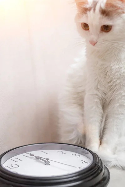 Procrastinación Concepto Gestión Del Tiempo Gato Dormido Fondo Del Reloj — Foto de Stock