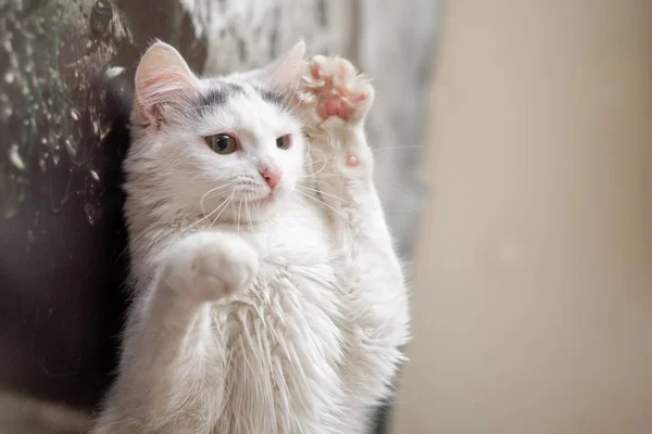 Gato Blanco Sostiene Sus Patas Levantadas — Foto de Stock