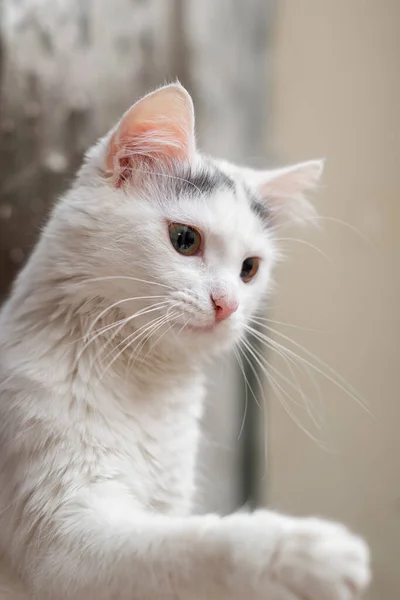 Gato Blanco Sostiene Una Pata Levantada — Foto de Stock