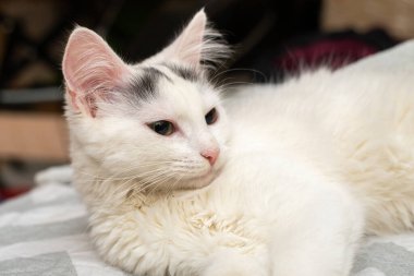 Kafasında siyah lekeler olan beyaz bir kedi yavrusu kanepede yatıyor..