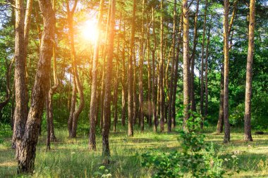 Yeşil ormanın manzarası. Parktaki çam ağaçları ve yeşil çimenler. Yazın doğal güzellik.