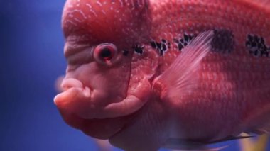 Çiçek boynuzu. Okyanus kırmızısı egzotik balıklar, geniş alınlı ve mavi arka planda bir akvaryumda yüzerler..