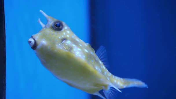 鱼在蓝色背景的水族馆里游泳 — 图库视频影像
