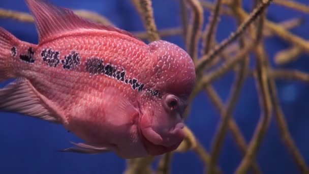 Φλάουερχορν Ωκεανικό Κόκκινο Εξωτικό Ψάρι Μεγάλο Μέτωπο Κολυμπά Ένα Ενυδρείο — Αρχείο Βίντεο
