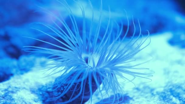 Live Exotic Sea Corals Aquarium — Stock Video