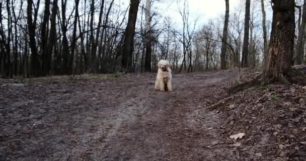 Iso Takkuinen Koira Kuninkaallinen Villakoira Juoksee Kameraa Kohti Metsän Läpi — kuvapankkivideo