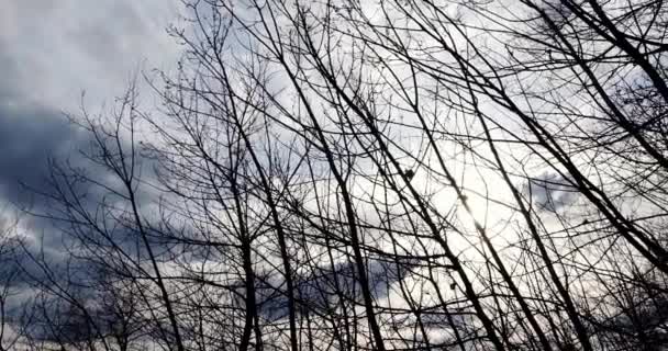 Widok Dołu Gołe Gałęzie Drzew Niebo Mrocznymi Chmurami — Wideo stockowe