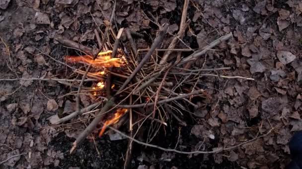 Feu Joie Dans Forêt Branches Minces Dans Forêt Sur Les — Video