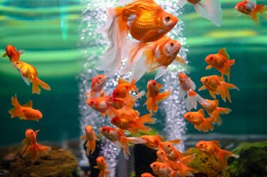 Goldfish in an aquarium with bubbles in the water. clipart