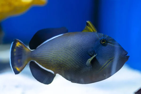 Chirurgien Des Poissons Océan Bleu Dans Aquarium Marin — Photo