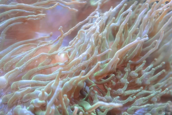 Lebende Ozeankorallen Unterwasserlebewesen — Stockfoto