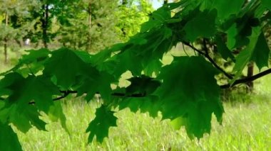 Yeşil meşe yaprakları bir ağaç dalında rüzgarda hareket eder. Doğa huzuru kavramı.