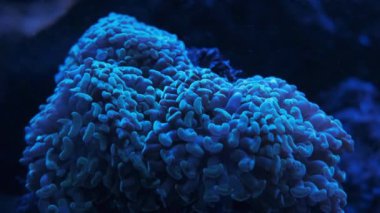 Akvaryumda egzotik deniz mercanları yaşar.