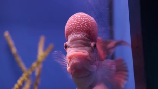 Květinový Roh Oceanic Červené Exotické Ryby Velkým Čelem Plave Akváriu — Stock video