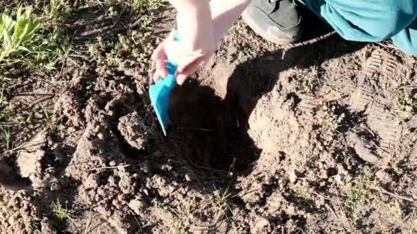 Dziecko Wykopuje Dziurę Ziemi Dziecięcą Łopatką — Wideo stockowe