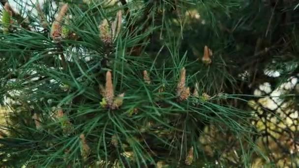 Groene Sparren Tak Den Met Scheuten Close Zomer — Stockvideo