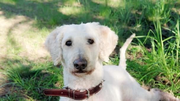 Cão Poodle Real Grande Senta Lateralmente Grama Uma Floresta Verde — Vídeo de Stock