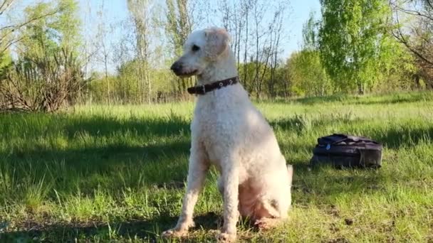 Cão Poodle Real Grande Senta Lateralmente Grama Uma Floresta Verde — Vídeo de Stock