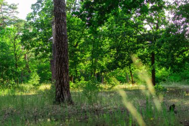 Yeşil ormanın manzarası. Parktaki çam ağaçları ve yeşil çimenler. Yazın doğal güzellik.