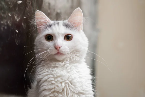 Portrait White Cat Looking Camera Home — Stock Photo, Image